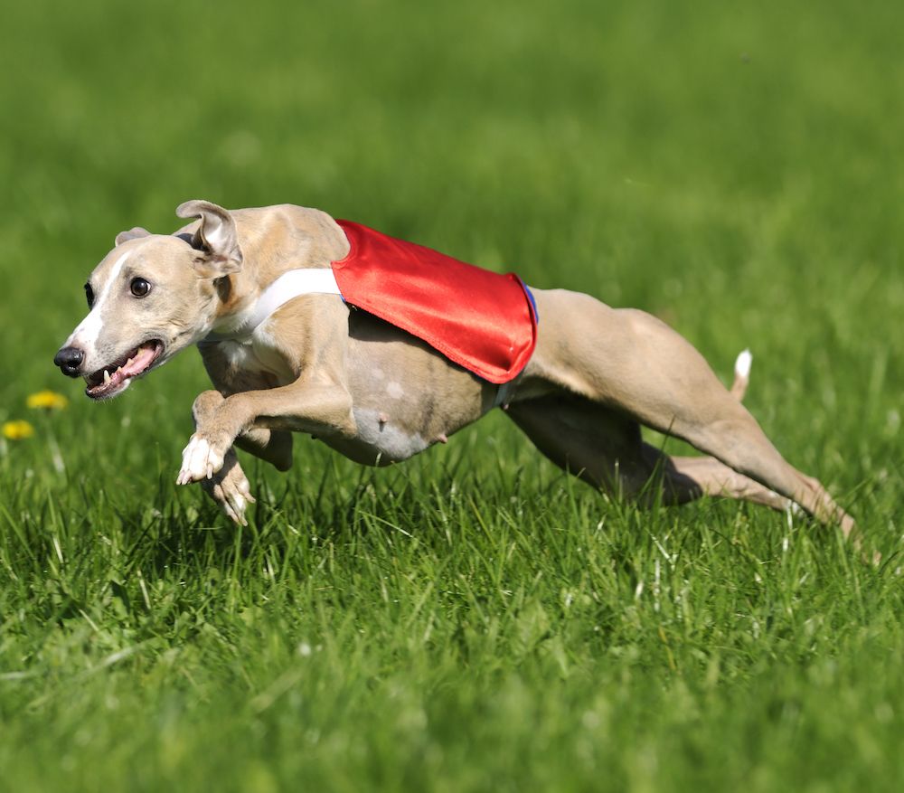 No Performance Anxiety